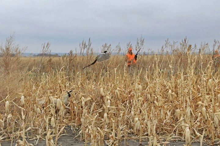 Pointing Labrador puppy prospect working a South Dakota pheasant field