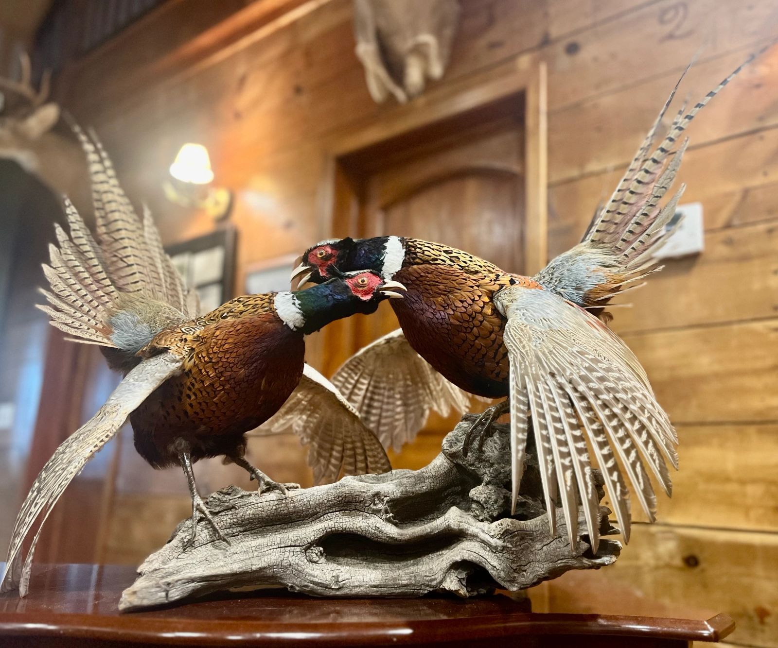 Mounted rooster pheasants displayed inside the Coteau View Hunts lodge in Conde, South Dakota