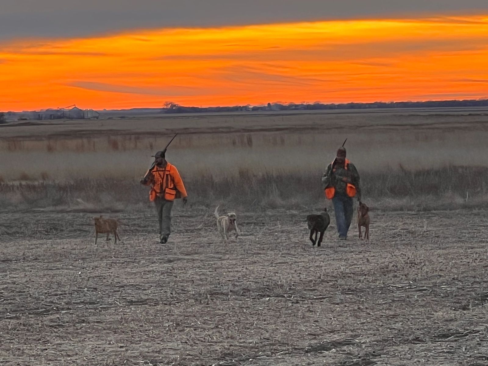 Guided South Dakota pheasant hunt in a managed corn strip