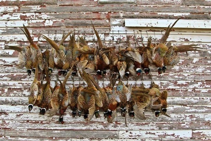 Mounted roosters thumbnail