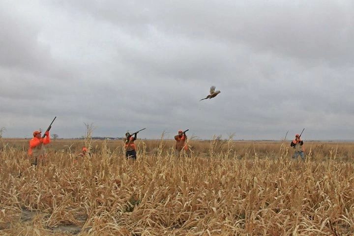 Flushing wild birds thumbnail