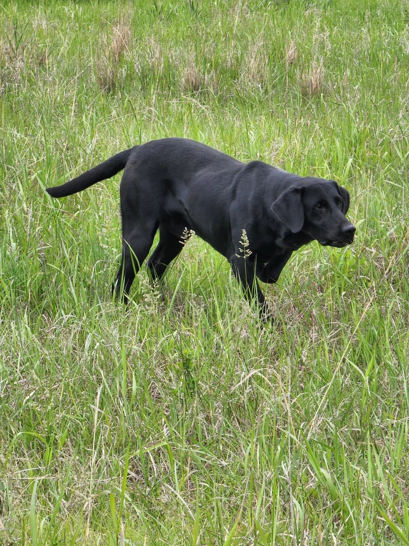 Black pointing Labrador stud dog from Coteau View Kennels in Conde, South Dakota