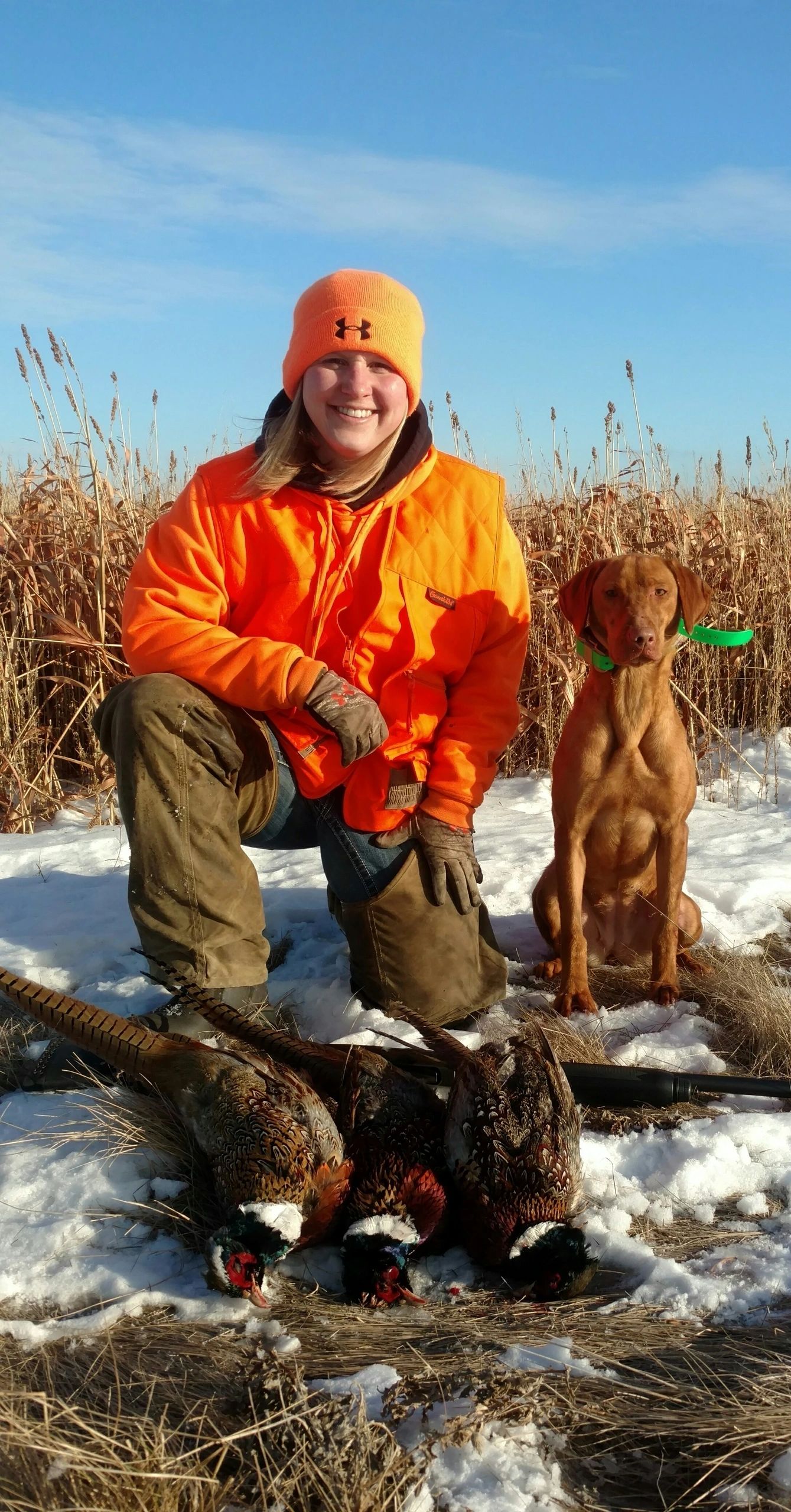 Labrador retriever delivering a duck during South Dakota gun dog training