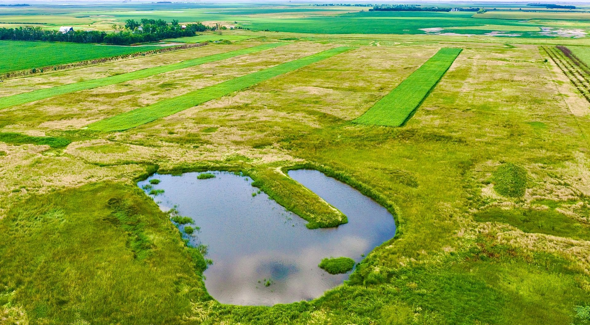 South Dakota premiere pheasant hunting outfitter on managed prairie habitat