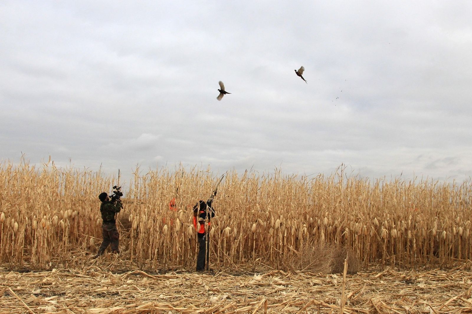 Waterfowl over decoys thumbnail