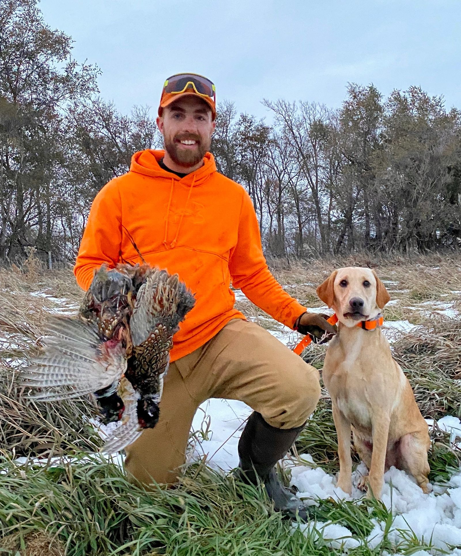 Yellow pointing Labrador dam from the Coteau View South Dakota breeding program