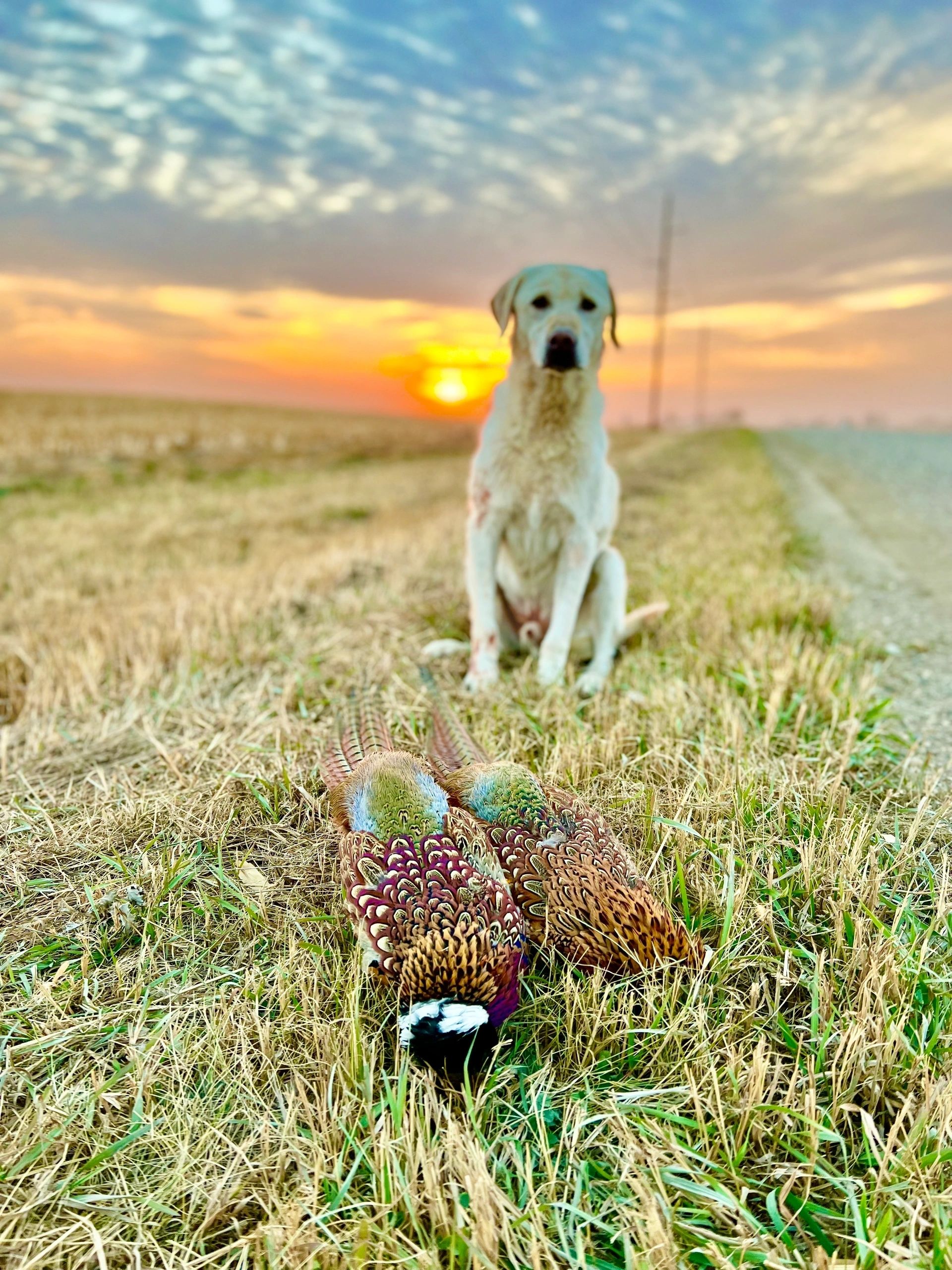 Training Tips for a Reliable Pheasant Hunting Dog — South Dakota pheasant hunting, Coteau View Hunts